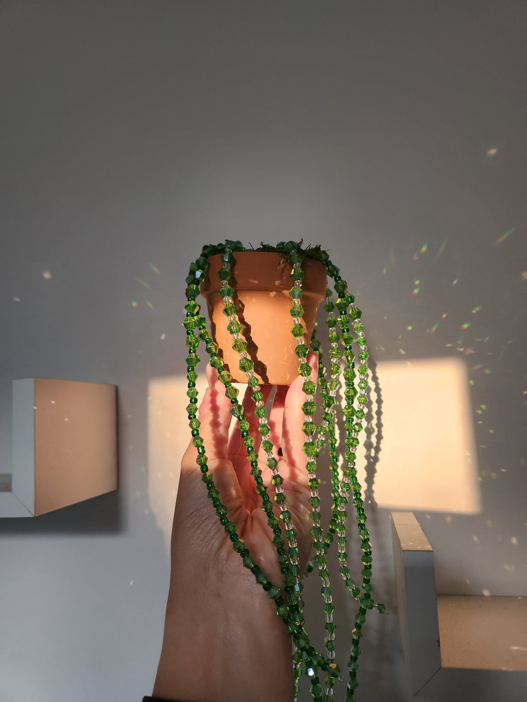 Bead Plant Forever Succulent String of Pearls Hanging Beaded Plant