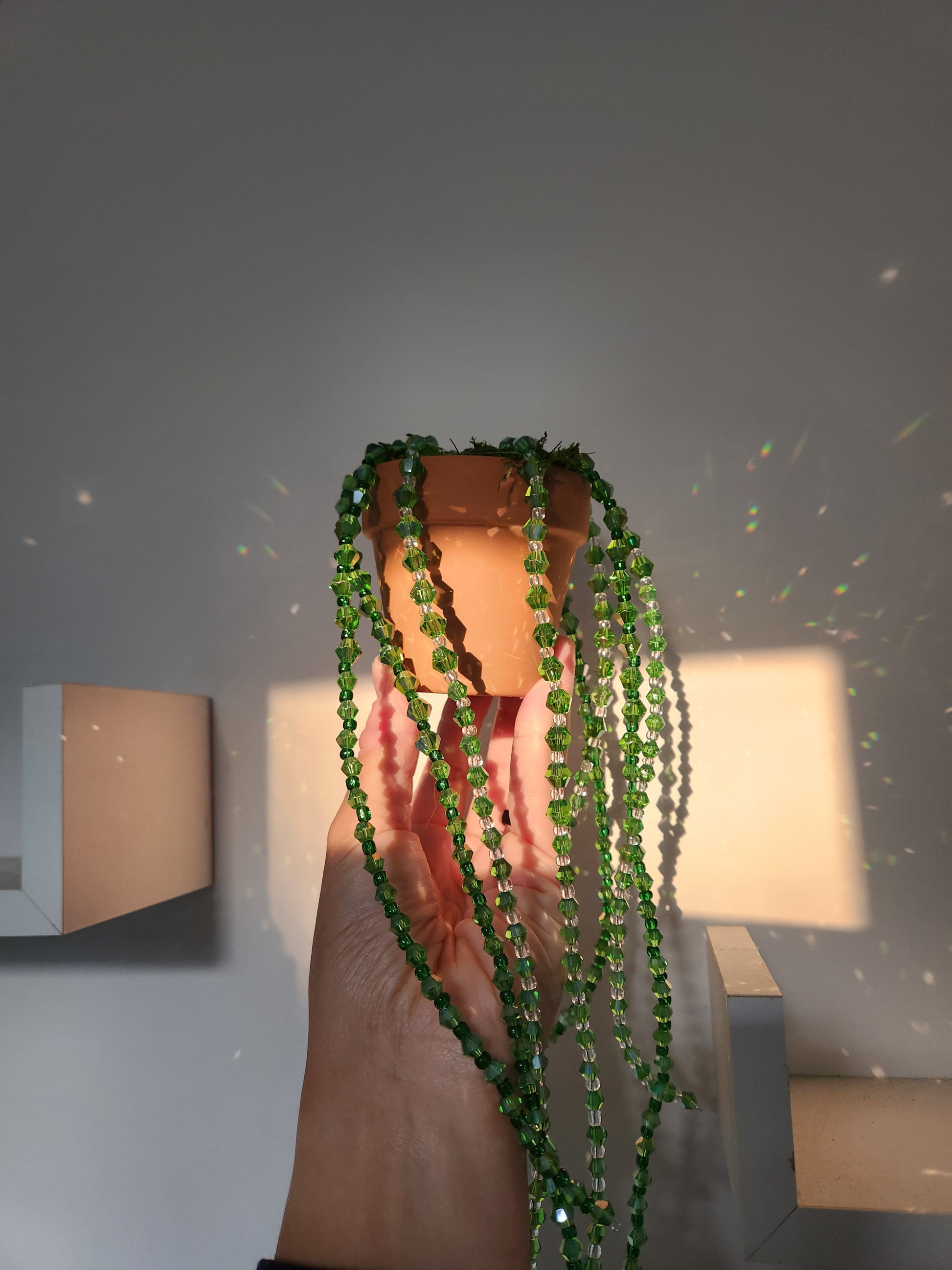 Bead Plant Forever Succulent String of Pearls Hanging Beaded Plant