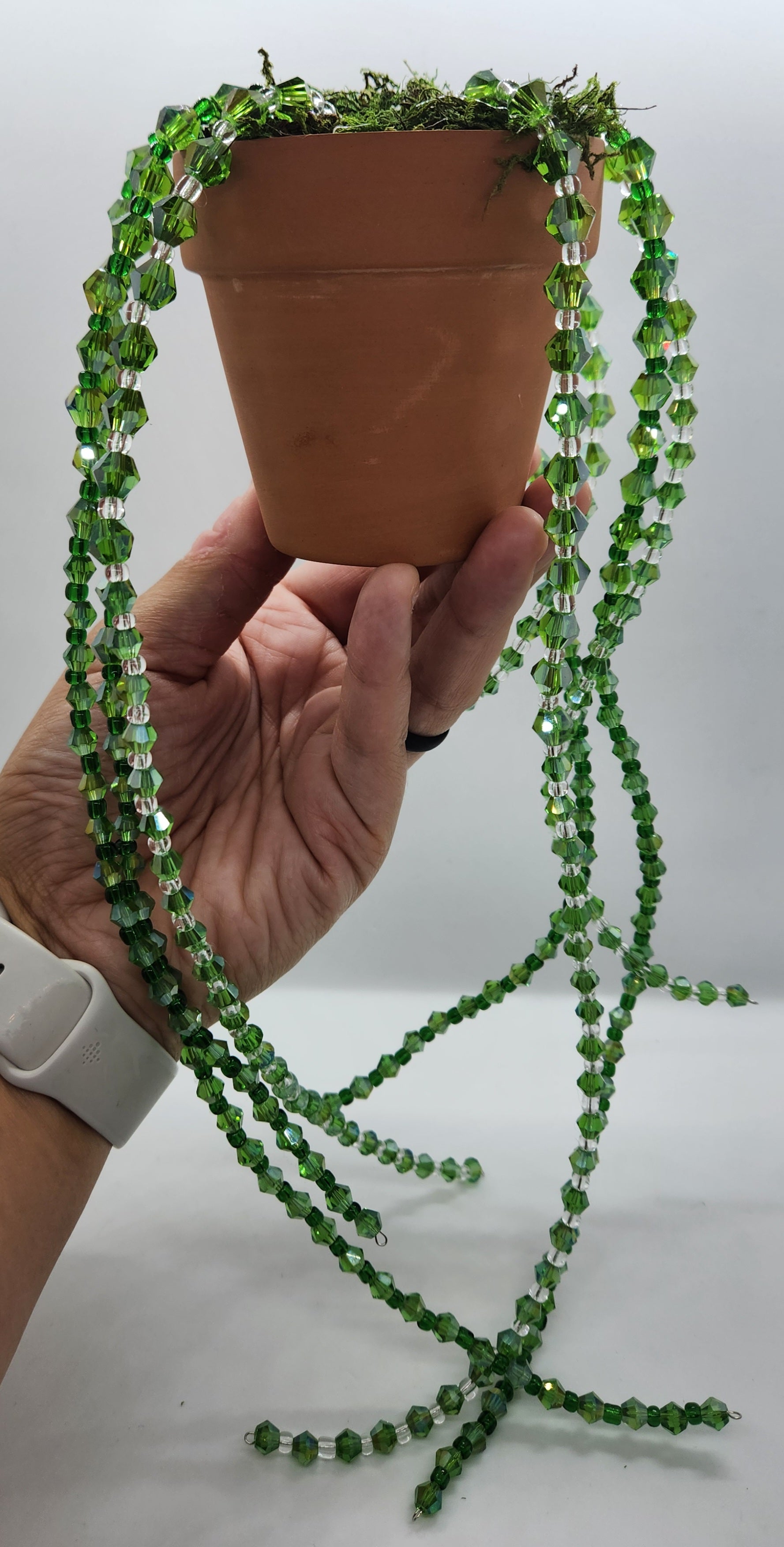 Bead Plant Forever Succulent String of Pearls Hanging Beaded Plant